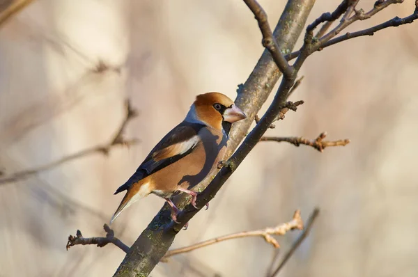 Hawfinch (Coccothraustes coccothraustes) flew on a bird feeder to survive the harsh winter.