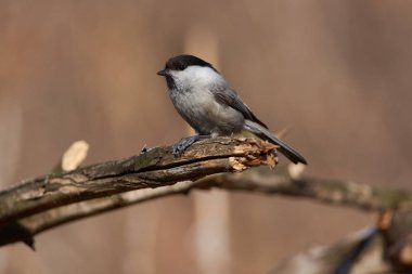 Ayçiçeği tohumu çekirdekçik çekmek için dışarı çekerek bacaklarının arasına tutarak dal, söğüt baştankara (Poecile montanus) oturur.