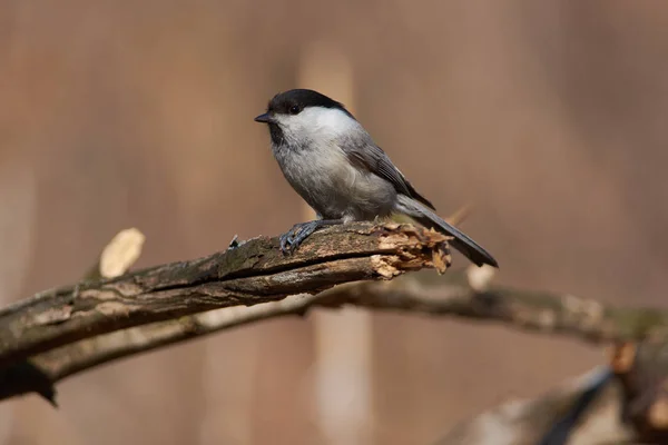 Kormosfejű Cinege Poecile Montanus Egy Ágon Napraforgó Lába Hogy Húzza — Stock Fotó