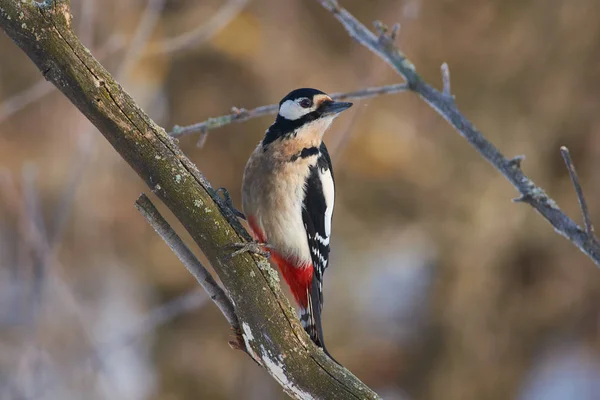 Great Spotted Woodpecker Dendrocopos Major Sits Branch Covered Lichen Watercolor — Stock Photo, Image