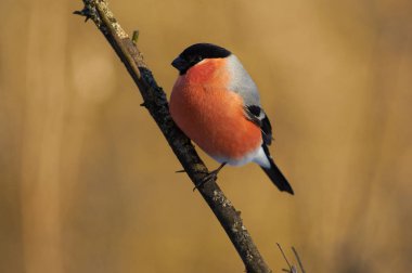Dalı ile liken kuş besleyici yakın oturan poz bayağı şakrak kuşu (Pyrrhula pyrrhula).