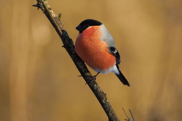 Bullfinch Eurasiatico Pyrrhula Pyrrhula Posa Seduto Sul Ramo Con Licheni — Foto Stock