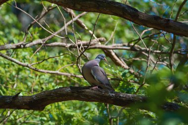 Tahtalı (Columba palumbus) Mukozanin lichen, doğal bir yaşam alanı ile kaplı bir şube oturur.