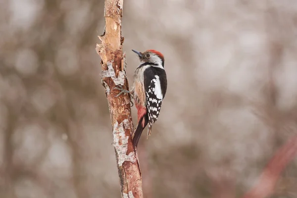 Middle Spotted Woodpecker Dendrocoptes Medius Looking Food Bark Beetles Bark — Stock Photo, Image