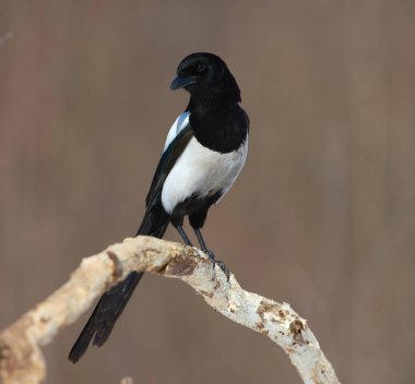 Avrasya magpie (pika pika) şube için uçtu ve doğrudan objektife baktı.