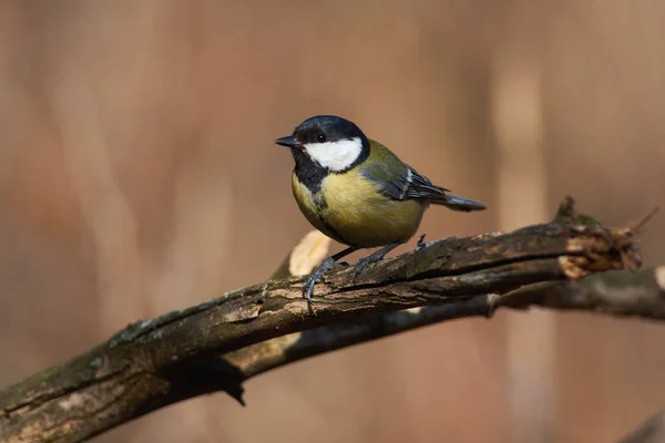 Koolmees Parus Major Vloog Naar Tak Keek Rechtstreeks Cameralens — Stockfoto