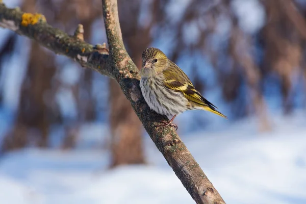 Siskin (Spinus spinus) sits on a branch, fluffing feathers from a severe frost.
