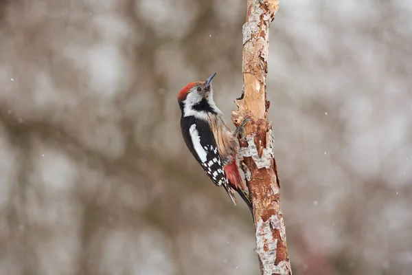 Middle Spotted Woodpecker Dendrocoptes Medius Flew Branch Looked Directly Camera — Stock Photo, Image