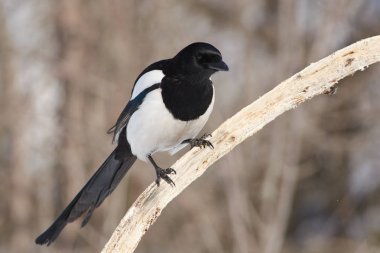 Avrasya Saksağan (pika pika) bir dalda çok yakın oturuyor, her tüy açıkça görülmeye başlıyor.