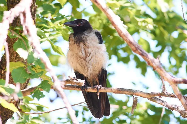 Corvo Com Capuz Jovem Corvus Cornix Senta Ramo Olmo — Fotografia de Stock