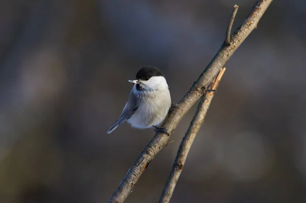 Liten Fågel Talltita Poecile Montanus Sitter Gren Med Solrosfrön Näbben — Stockfoto