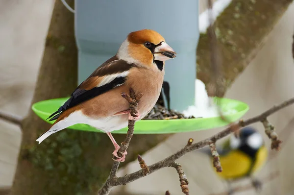 Hawfinch (Coccothraustes coccothraustes) flew on a bird\'s feeder to eat sunflower seeds.