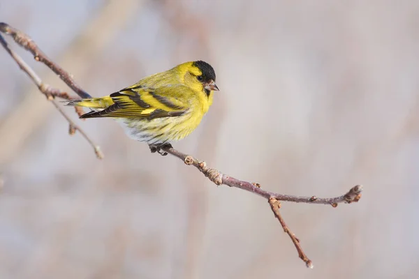 Zeisig Spinus Spinus Flog Einem Zweig Eines Wilden Apfelbaums Wald — Stockfoto