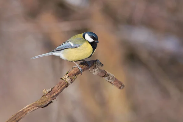 大山雀 Parus 坐在一个树枝下的阳光下的春天太阳 — 图库照片