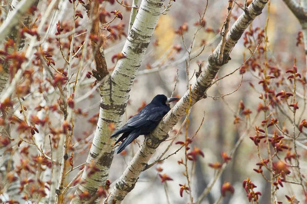 Тура Corvus Frugilegus Сидить Гілці Тополі Цвітіння Навесні Під Час — стокове фото