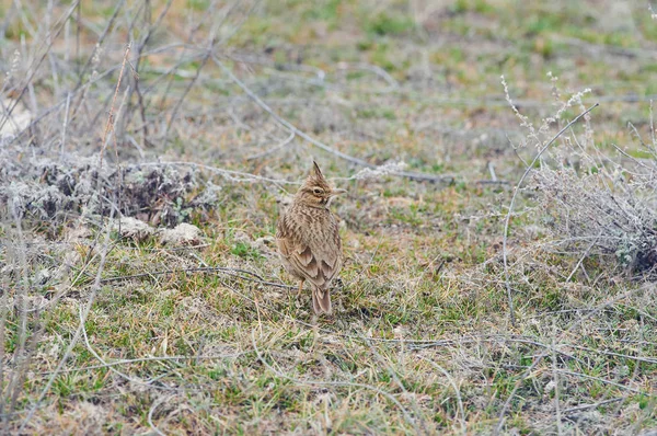 Alouette Crête Galerida Cristata Trouve Sol Dans Habitat Naturel — Photo