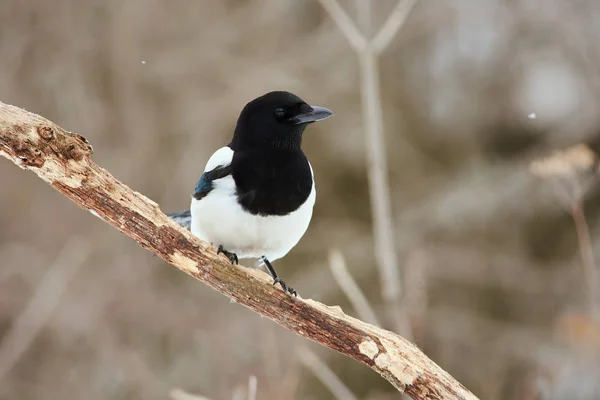 Eurasian magpie senta-se em um ramo em tempo nublado sob queda — Fotografia de Stock