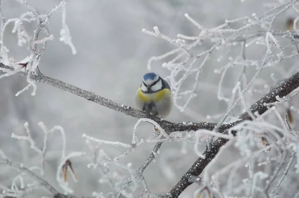 Синяя синица сидит на ветке и вгрызает семена подсолнечника в лед — стоковое фото