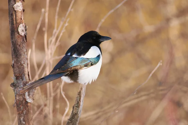 Eurasian Magpie Pica Pica Senta Ramo Nos Raios Quentes Sol — Fotografia de Stock