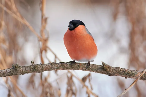 Eurasian Bullfinch Pyrrhula Pyrrhula Sits Branch Larch Forest Park — Stock Photo, Image