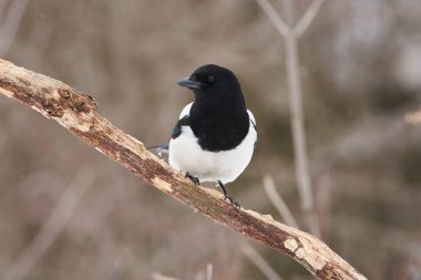 Avrasya Saksağan (pika pika) takas yiyecek bulmak için uçtu.