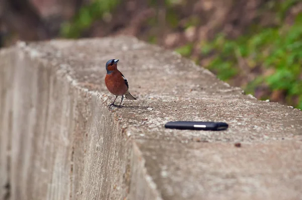 Шафінчатий Птах Fringilla Coelebs Уважно Слухає Пісню Мобільного Телефону — стокове фото