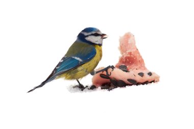 Kar üzerinde oturan ve pastırma (beyaz arka plan üzerinde izole tohumları ile kemiren mavi baştankara (Cyanistes caeruleus)).