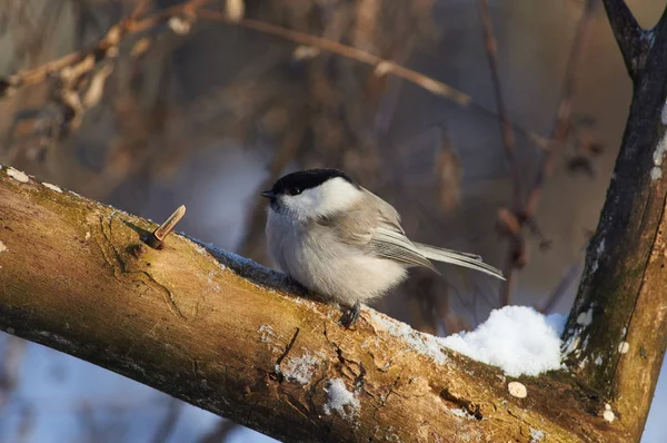 Willow Tit Poecile Montanus Sits Thick Branch Forest Park Morning — Φωτογραφία Αρχείου