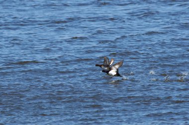 Hız yukarıya kalktıktan önce malzeme çekme Nehri'nin su yüzeyine boyunca tepeli ördek (aythya fuligula) çalışır.