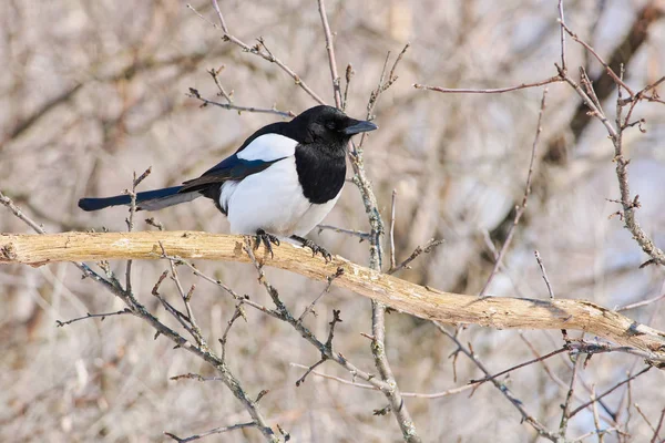 Urraca Euroasiática Pica Pica Sienta Una Rama Seca Roble Parque — Foto de Stock