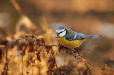 Mavi baştankara (Cyanistes caeruleus) Kuru ot orman Park Şubesi bir arka plan üzerinde oturur.