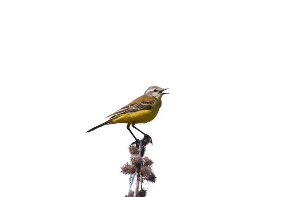 Western Yellow Wagtail Motacilla Flava Sits Branch Prickles Isolated White — Stock Photo, Image