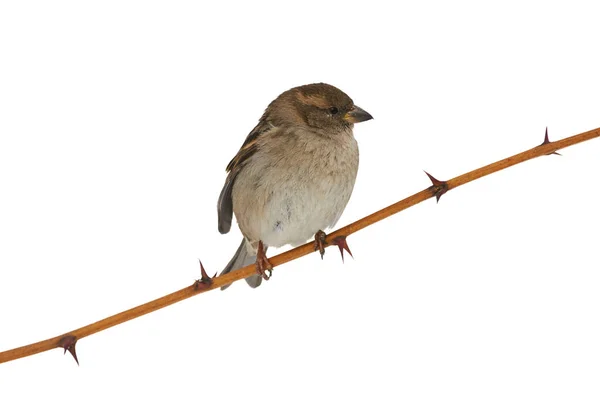 House Sparrow Passer Domesticus Sits Branch Thorns Isolated White Background — Stock Photo, Image