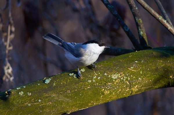 Senta Tronco Coberto Com Musgo Líquen Amanhecer Parque Florestal — Fotografia de Stock