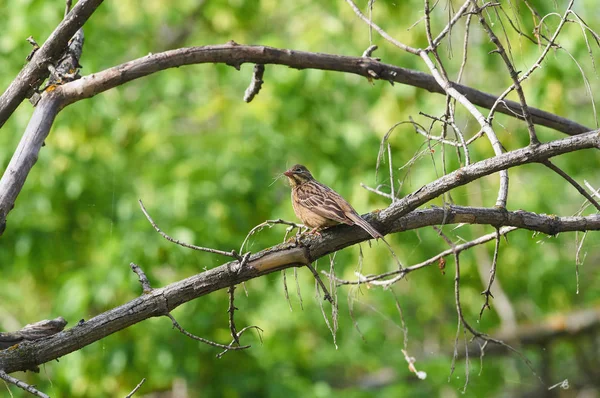 Ortolan Emberiza Hortulana Senta Ramo Com Monte Lâminas Grama Seu — Fotografia de Stock