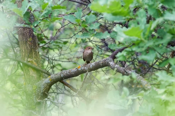 Bir orman park doğal tabiatında bir şube mükemmel şarkıcı ardıç kuşu bülbül (luscinia luscinia) oturur.