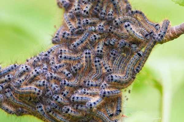 Brood Lackey Moth Malacosoma Neustria Caterpillars Clung Branch Tree Forest — Stock Photo, Image