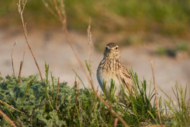 Avrasya skylark (Alauda arvensis) kalın otların arasında oturur ve düz kamera lense benziyor.