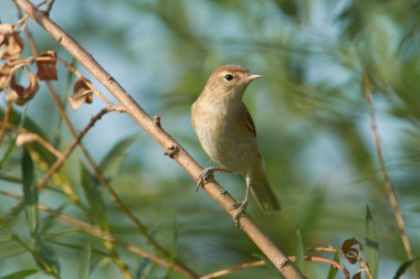 Blyths kamışçın (Acrocephalus dumetorum) Nehri yakınında yaz aylarında bir söğüt dalına oturur.