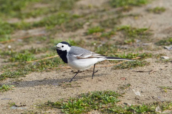 Vita Sädesärla Motacilla Alba Körs Sandjord Mot Bakgrund Växande Gräs — Stockfoto