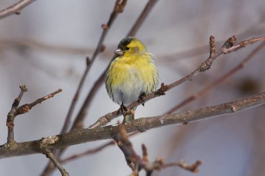 Siskin (Spinus spinus) sits on a branch of a wild apple in a forest park under the spring sun. clipart