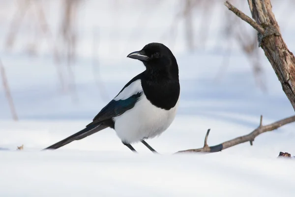Eurasian magpie (pica pica) flew into a clearing in a forest park and sits in the snow turning its head.