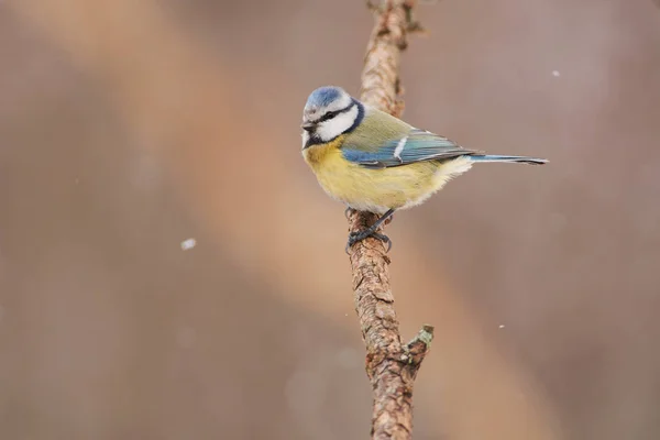 Γαλαζοπαπαδίτσα Cyanistes Caeruleus Κάθεται Ένα Κλαδί Λάρυκος Αγριοπεύκης Ένα Δασικό — Φωτογραφία Αρχείου