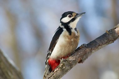 Bir forest park için fotoğrafçı çok yakın bir ağaç dalı büyük benekli ağaçkakan (Dendrocopos büyük) oturur.