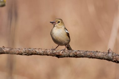 İspinoz (Fringilla coelebs, kadın) leafworms ayçiçeği tohumu gagası ile ince bir bahar dalı oturuyor.