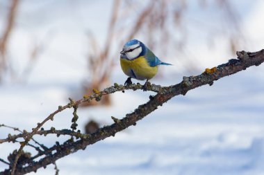 Mavi baştankara (Cyanistes caeruleus) ince liken kaplı karaçam dal üzerinde oturur.