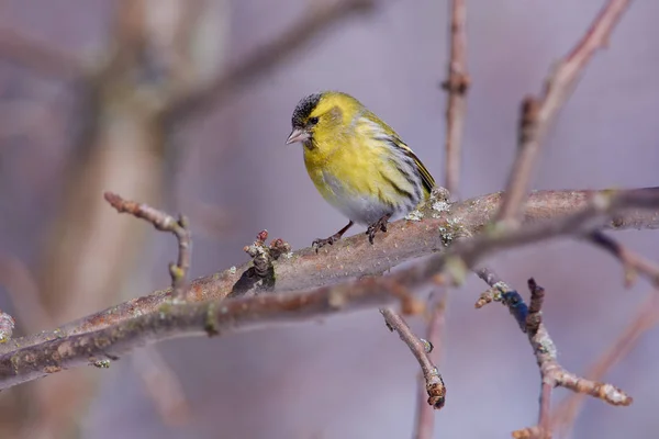 Zeisig Spinus Spinus Sitzt Auf Einem Ast Eines Apfelbaums Hintergrund — Stockfoto