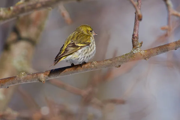 Siskin Spinus Spinus Está Sentado Virado Para Longe Ramo Uma — Fotografia de Stock