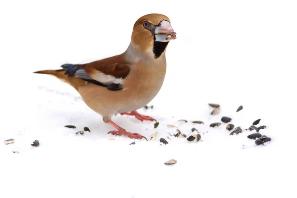 Hawfinch Coccothraustes Coccothraustes Sits Snow Collects Sunflower Seeds Bird Feeder — Stock Photo, Image