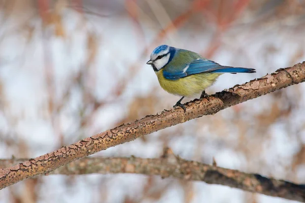 Cyanistes Caeruleus — 스톡 사진